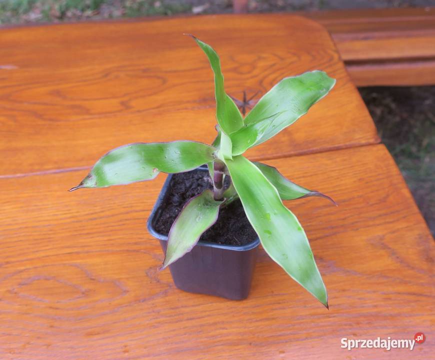 Złoty wąs Callisia Fragrans sprzedam