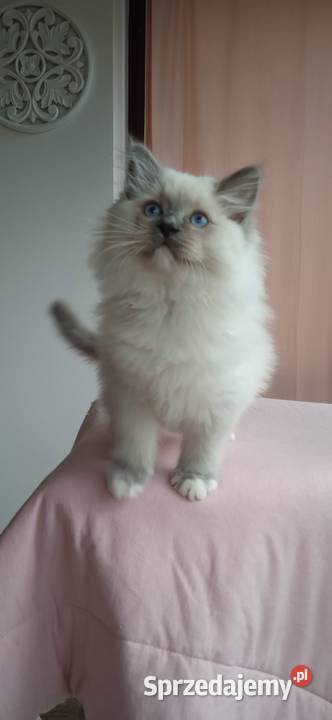 Kotek ragdoll niebieski z legalnej hodowli Opole