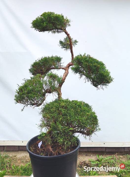 Bonsai Niwaki jałowiec sabiński TAMARISCIFOLIA podkarpackie