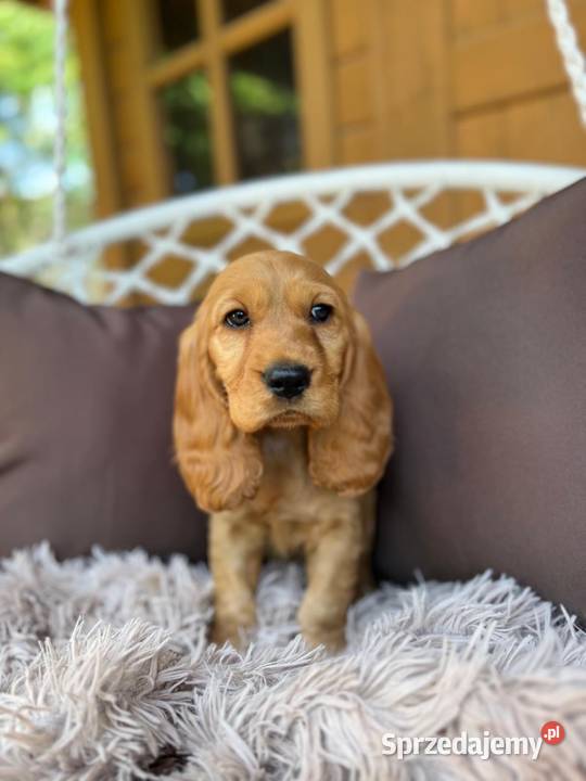 Piękny złoty piesek Cocker Spaniel Angielski Warszawa
