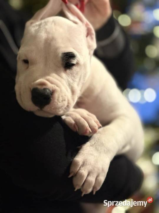 Dogo Argentino Dog Argentyński szczeniaki FCI