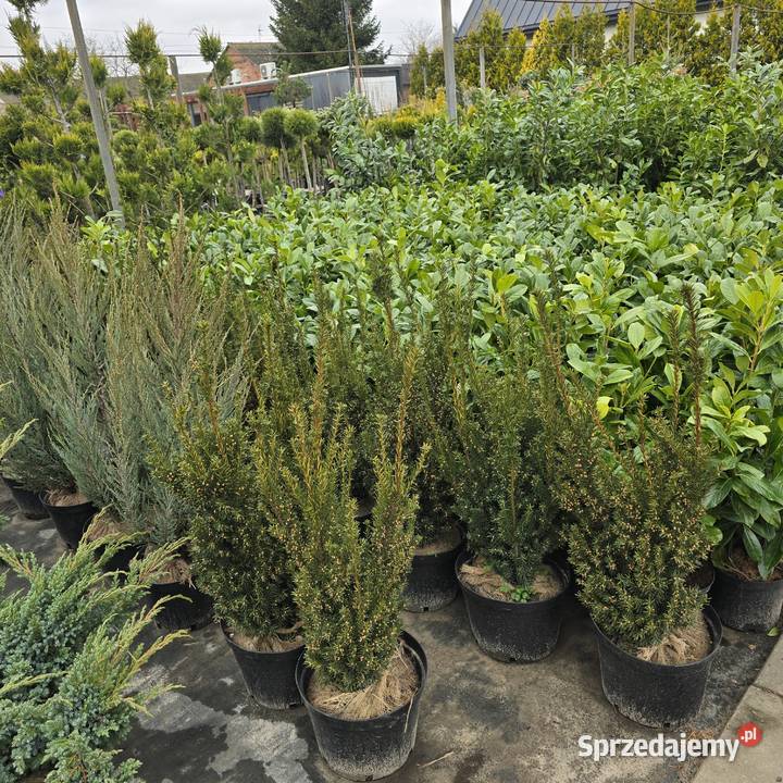 Thuja Yellow Ribbon 140 160 PRODUCENT Rydzyny