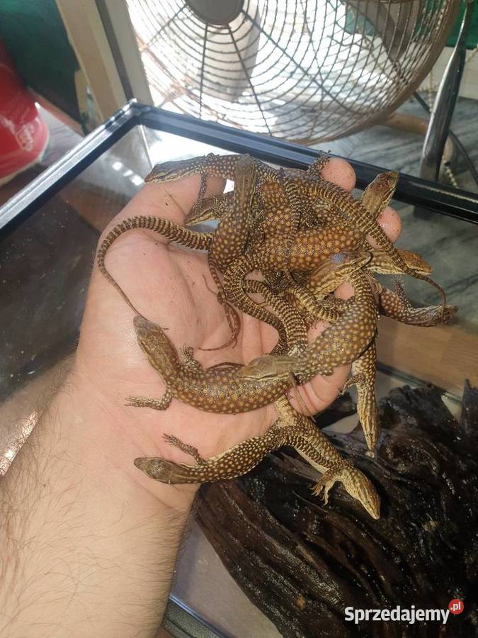 Waran kolczastoogonowy Kraków