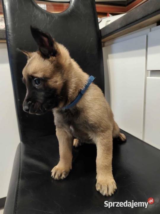 Owczarek Belgijski Malinois Szczeniaki sprzedam