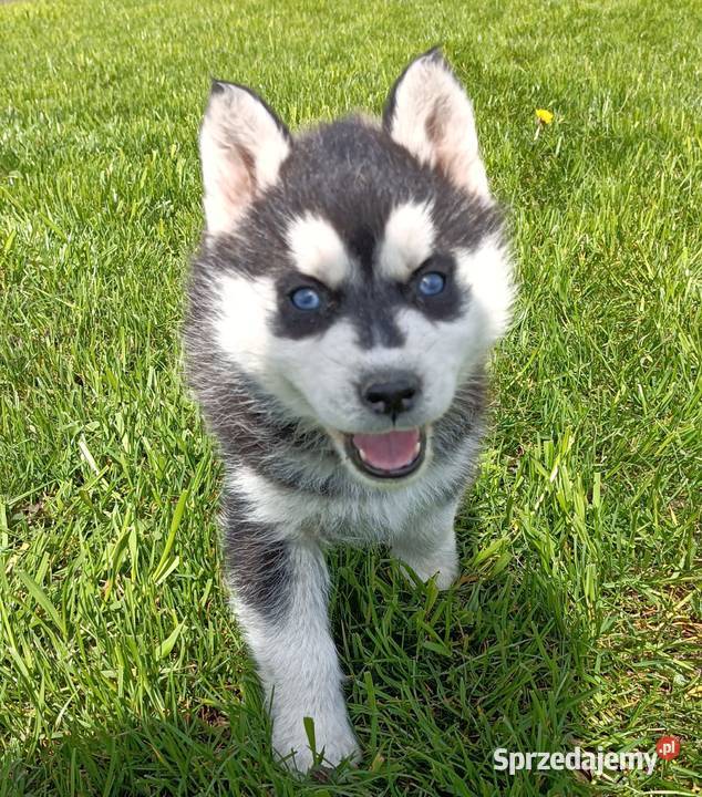 Szczeniaczki Siberian husky z elitarnym łódzkie Krośniewice