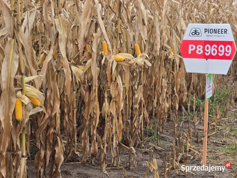Nasiona kukurydzy Pioneer P89699 FAO 260 Ostrowite
