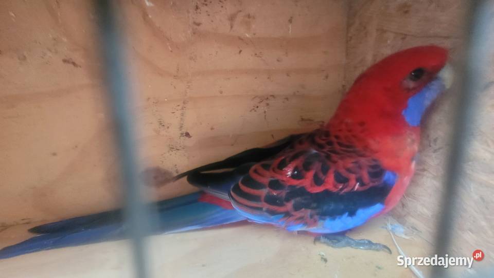 Rozella królewska małopolskie Wieliczka sprzedam