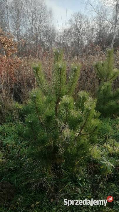 sosna czarna duże drzewka kopana likwidacja Puławy