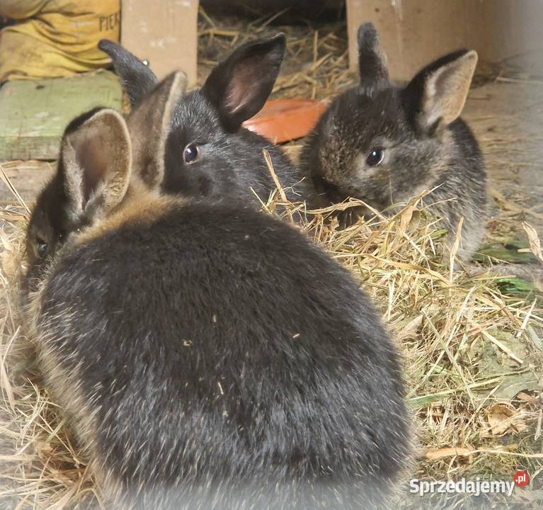 Kroliczek miniaturka Kraków sprzedam