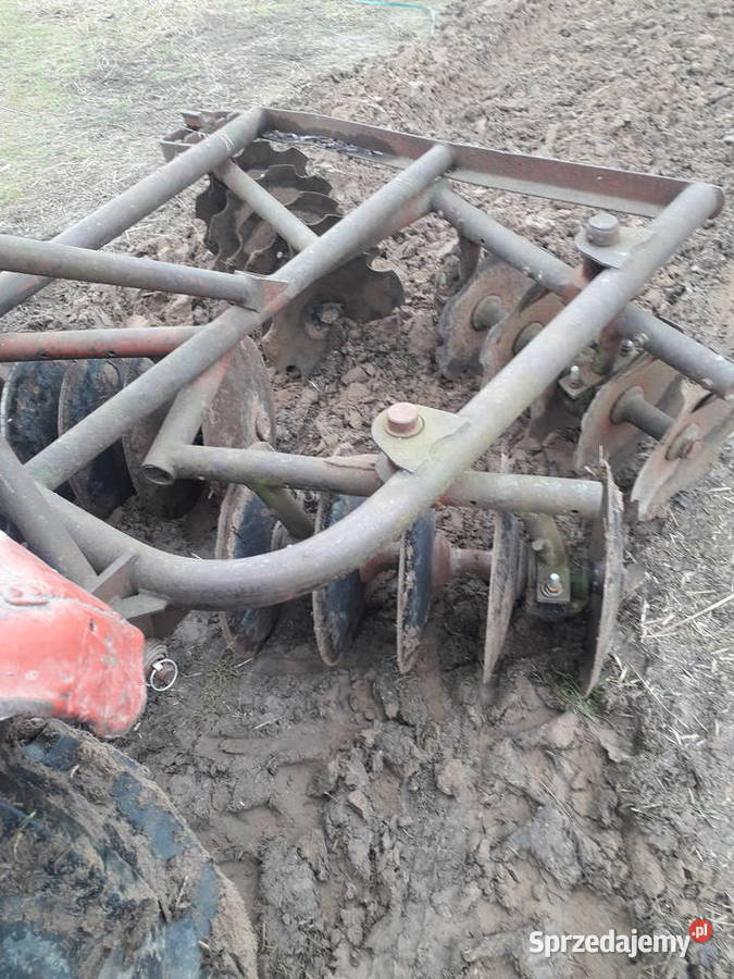 Talerzówka polska Dziadkowo