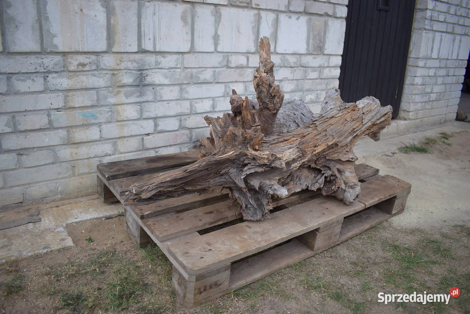 Korzeń ozdobny do ogrodu