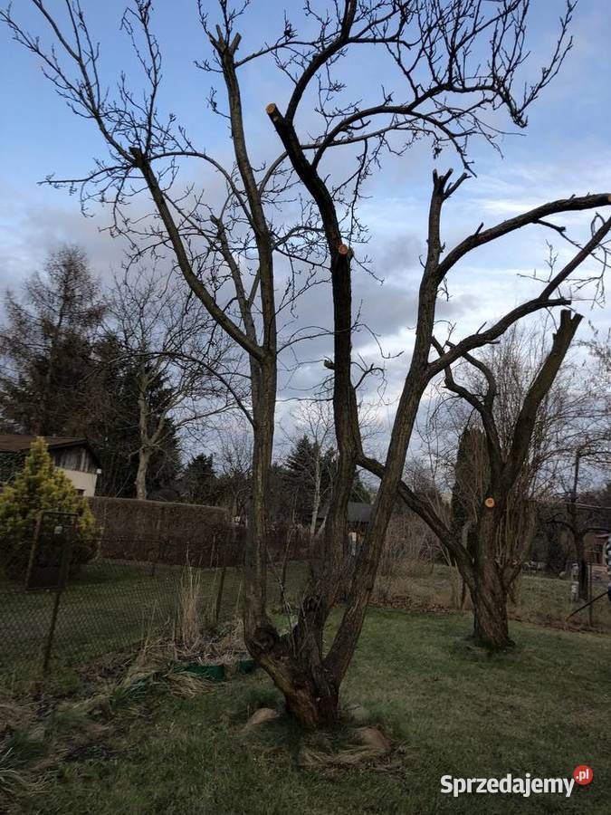 Prace porządkowo ogrodowe mazowieckie Radzymin