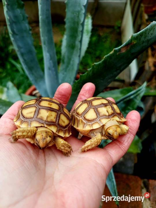 Młode Żółwie pustynne Centrochelys sulcata śląskie Rybnik