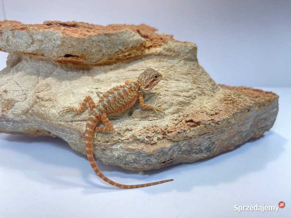 Agama Brodata Orange red translucent Zwierzęta Tczew sprzedam