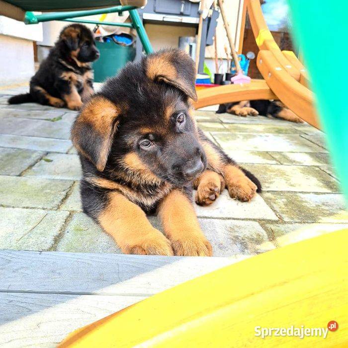 Owczarek Niemiecki ZKwP FCI Ostrów Wielkopolski