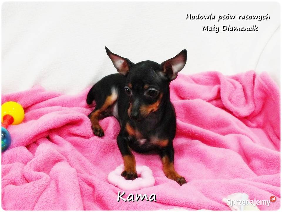 Pinczer miniaturowy Ratlerek Suczka KAMA z Pozostałe lubuskie Żary