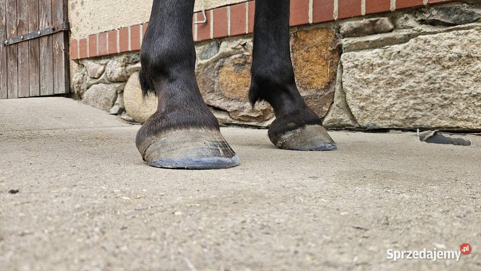 Struganie i korekta kopyt Nowy Tomyśl