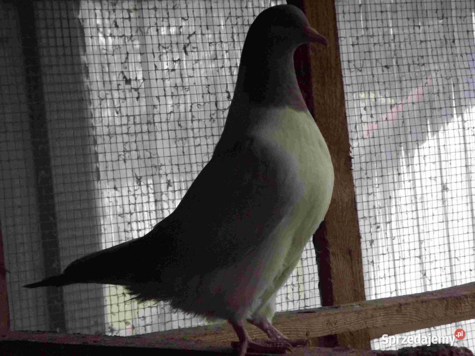 sprzedam gołębie Podborze
