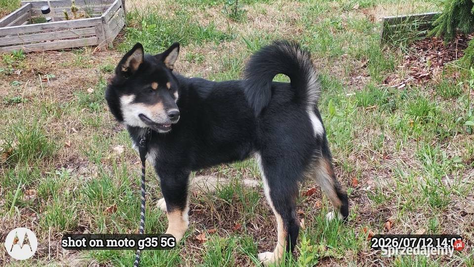 SHIBA INU czteromiesięczny świetny szczeniaczek Bychawka Trzecia