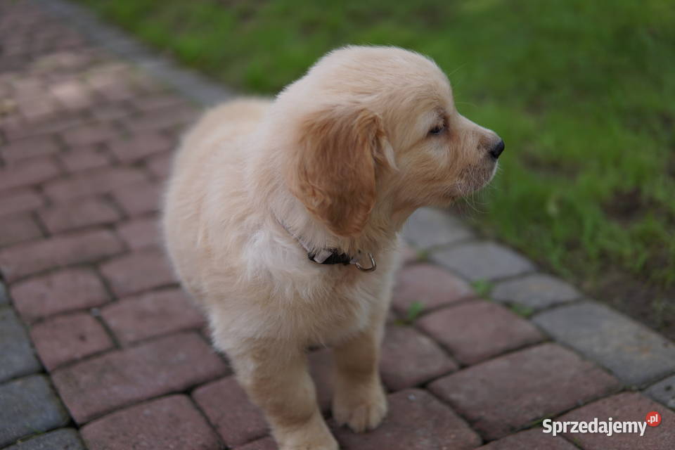 Szczeniak Golden Retriever Rzeszów