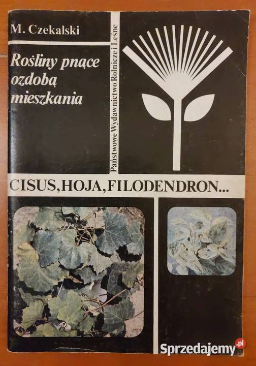 Rośliny pnące ozdobą mieszkania Mieczysław dolnośląskie Wrocław sprzedam