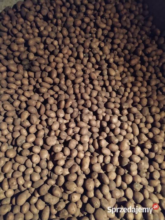 Ziemniaki paszowe Rośliny pastewne Rawa Mazowiecka sprzedam