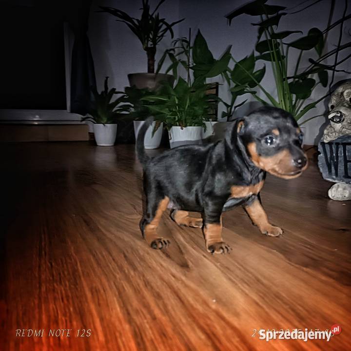 Pinczer Miniaturowy FCI szczenięta Psy Gardeja