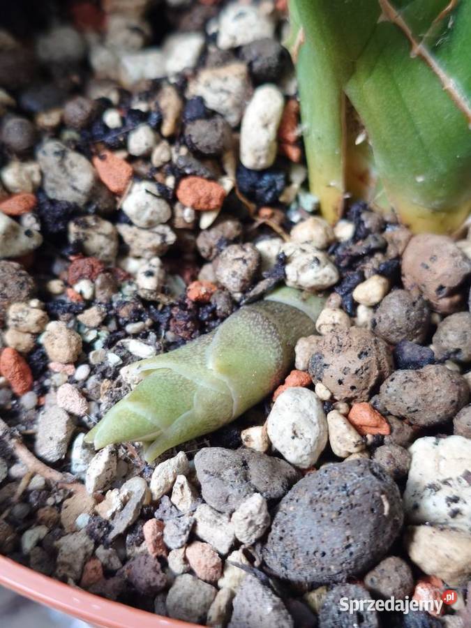 Sansevieria hybr Midnight Star deserti x Kaktusy i sukulenty Warszawa
