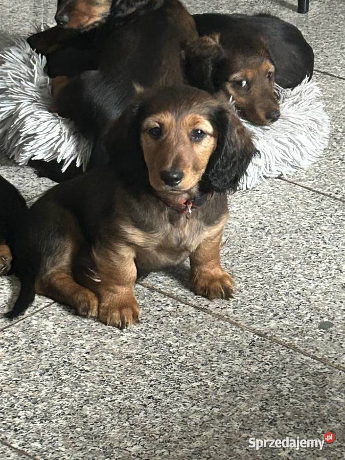 Jamnik długowłosy miniaturowy chłopak Dziewkowice