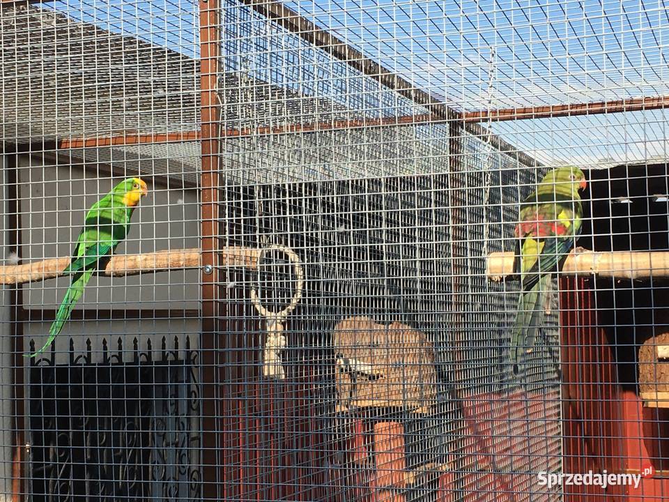 Papuga górska BERG samica Tarnów Opolski sprzedam