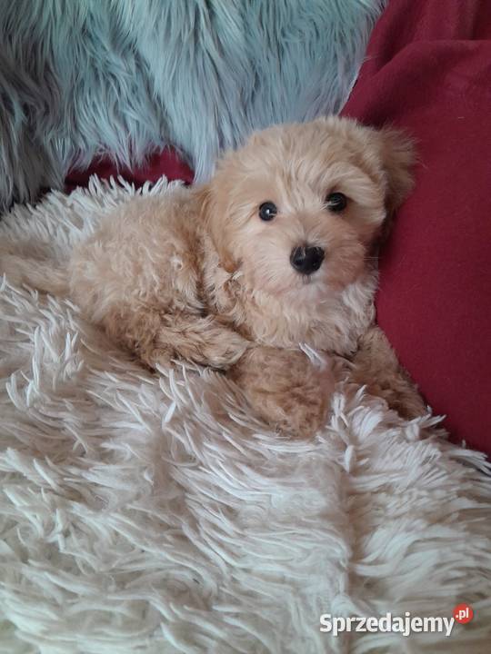 Maltipoo piesek mama maltańczyk tata pudel toy Pozostałe Busko-Zdrój