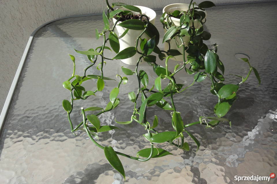 Wanilia pnącze sadzonki wielkopolskie Złotów sprzedam