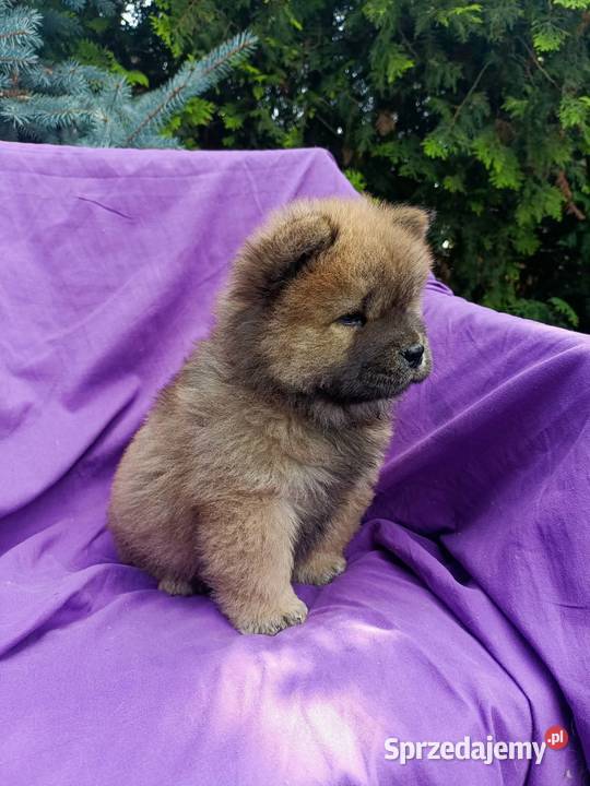 Wzorcowe Chow Chow Czał Czał doskonały exterrier opolskie Krapkowice