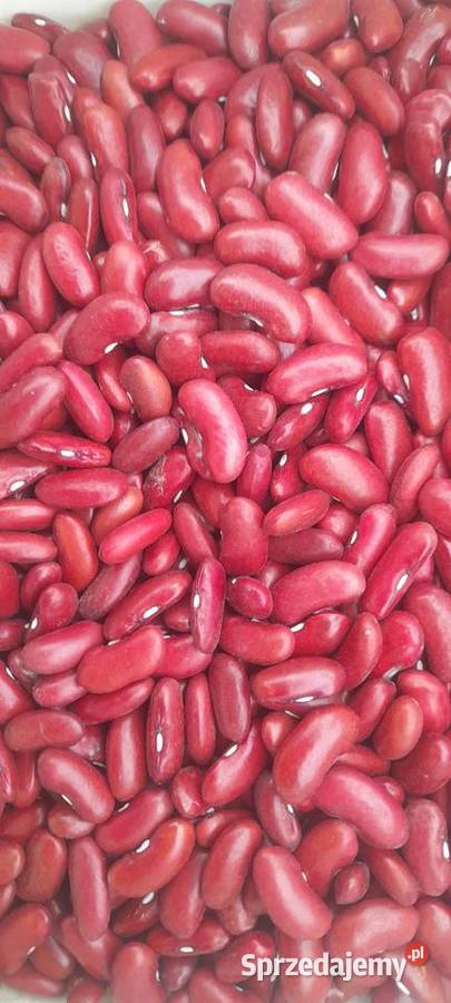Fasola Czerwona Red Kidney Niedosuszana Zbiór