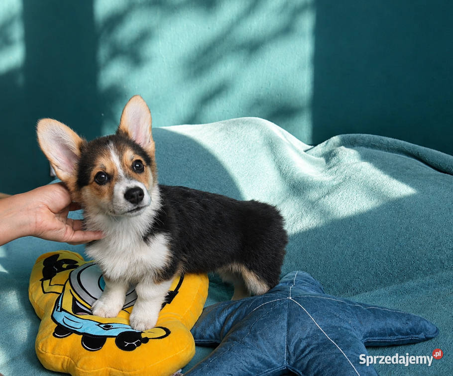 Welsh Corgi Pembroke Dziewczynka Kraków