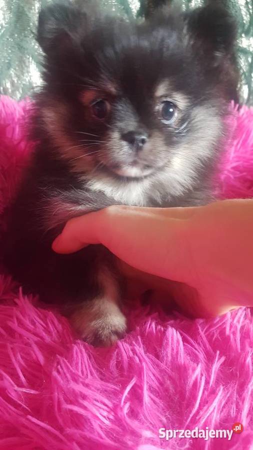 Suczka szpic pomeranion mazowieckie Płońsk