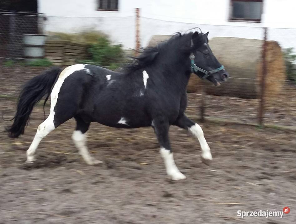 Kuc ogier kryjący 120 150 Krycie klaczy wielkopolskie Szamotuły