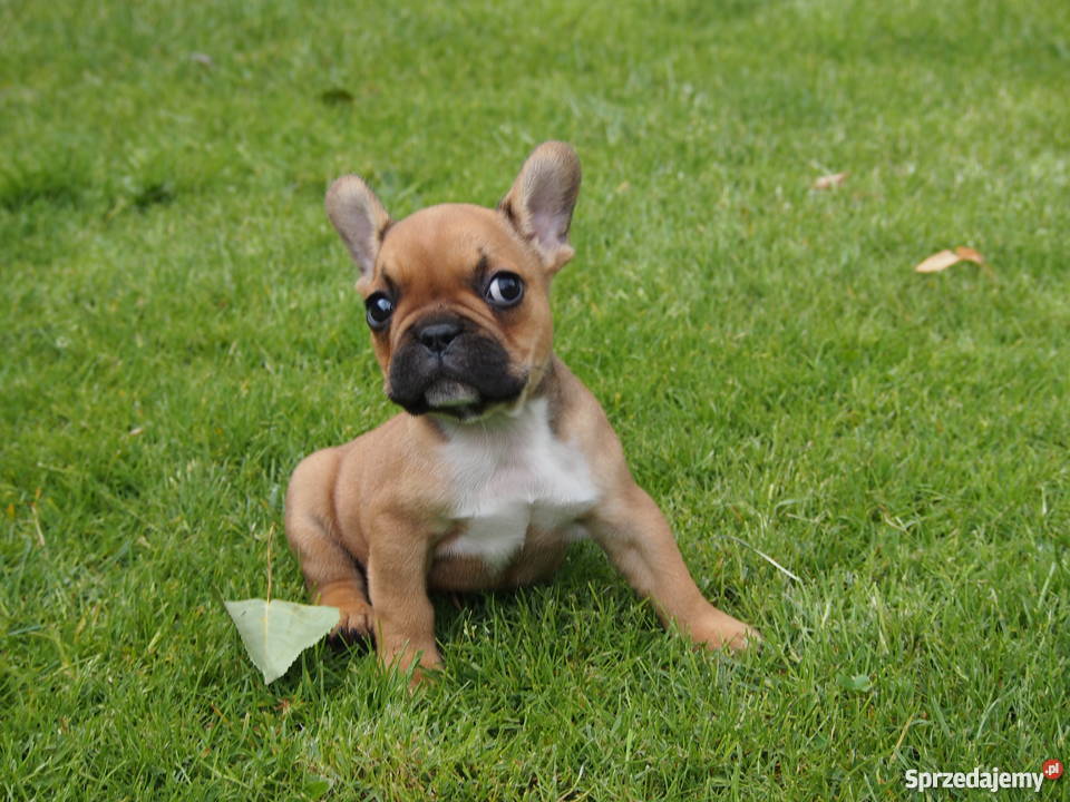 Buldog Francuski Buldog Skierniewice