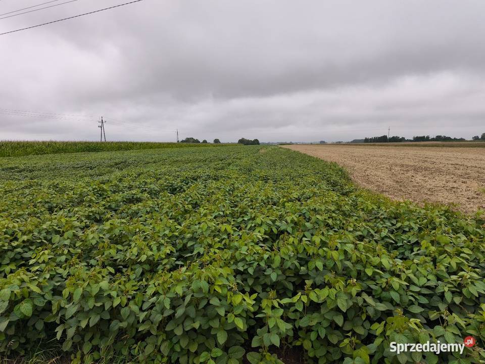Soja Amiata Strzałków