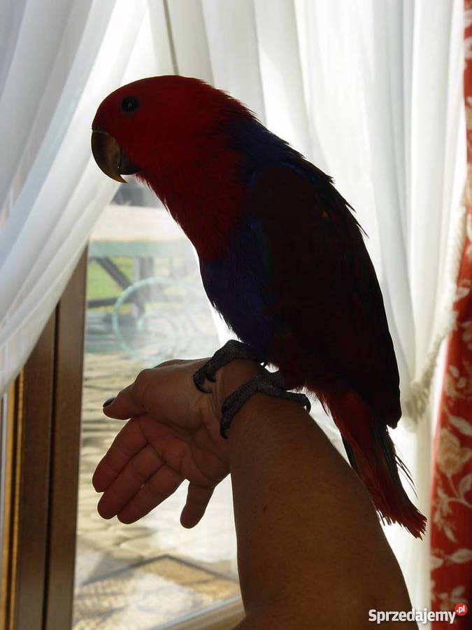 Lora Wielka Ptaki Niepołomice