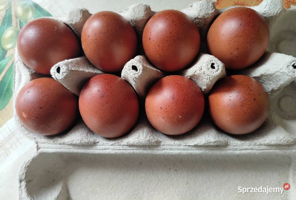Kurczaki Marans Dark Shell Rzewnie