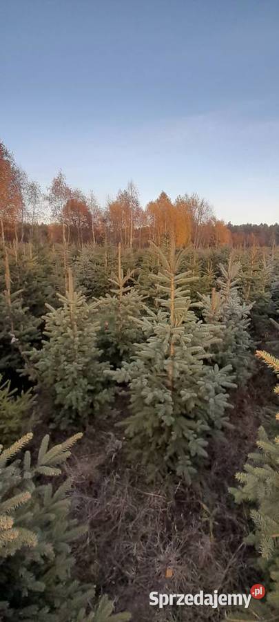 Choinka żywa świerk zwykły srebrny gałązki Częstochowa sprzedam
