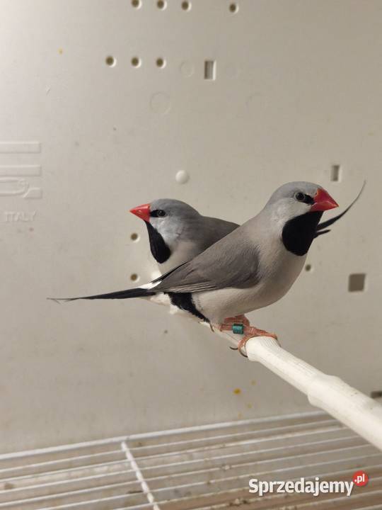 Amadyny Ostrosterne Różne Mutacjr Mielec