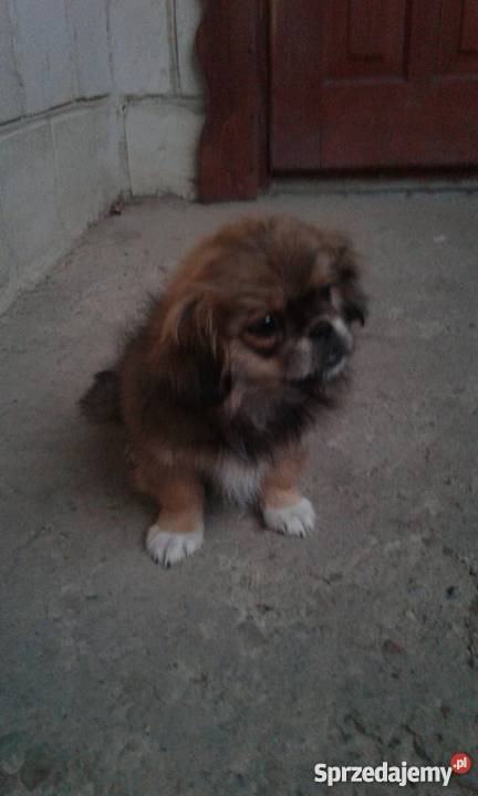 Oddam pekińczyk w ręce