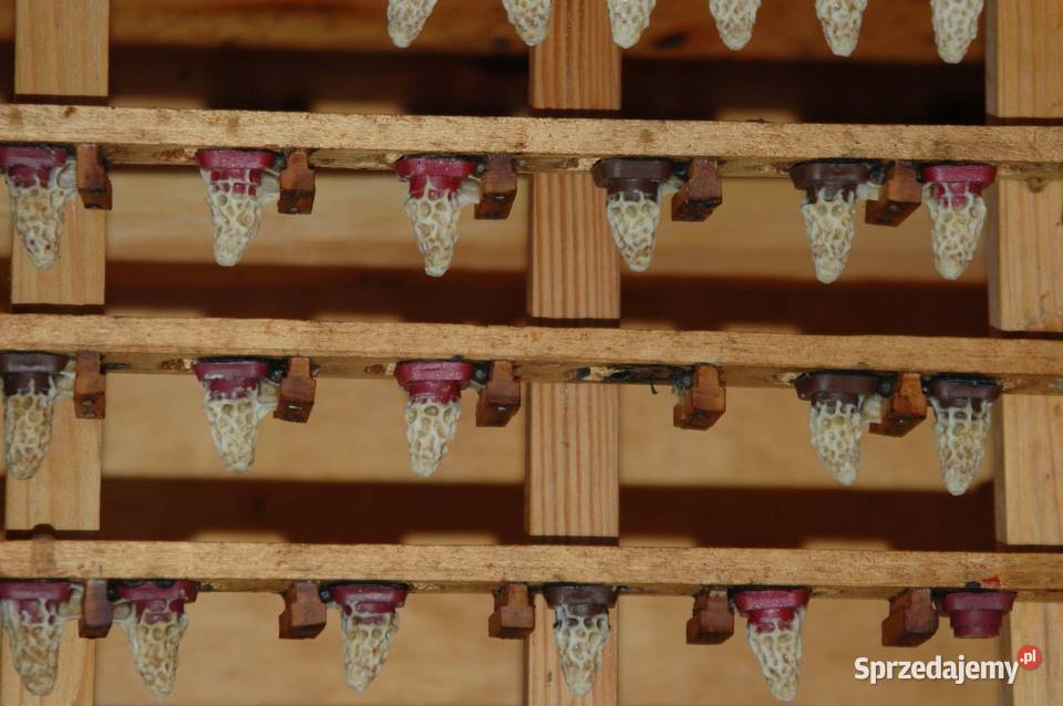 Matki pszczele na sezon 2024 car S Prima Singer Szczepanów