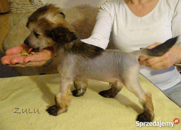 Szczeniaczki Grzywacz chiński PP i HL rodowód Łowicz