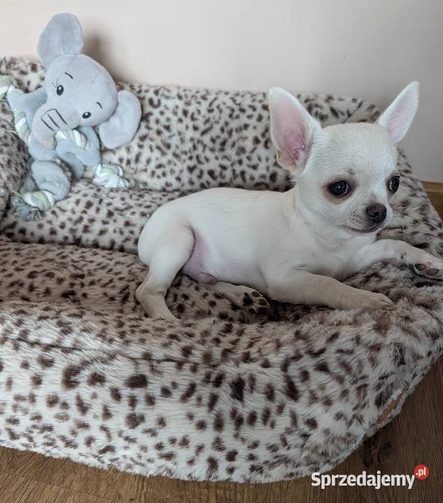 Chihuahua krótkowłosy biały ZKwP sprzedam