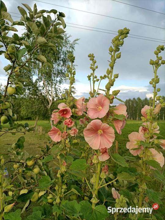 Malwa mix kolorów podlaskie Jatwieź Mała sprzedam