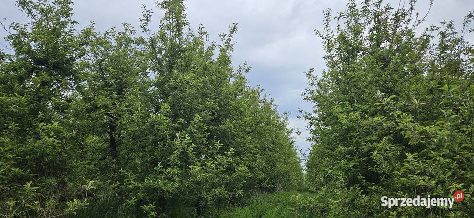 Działka ogrodnicza sad rolna