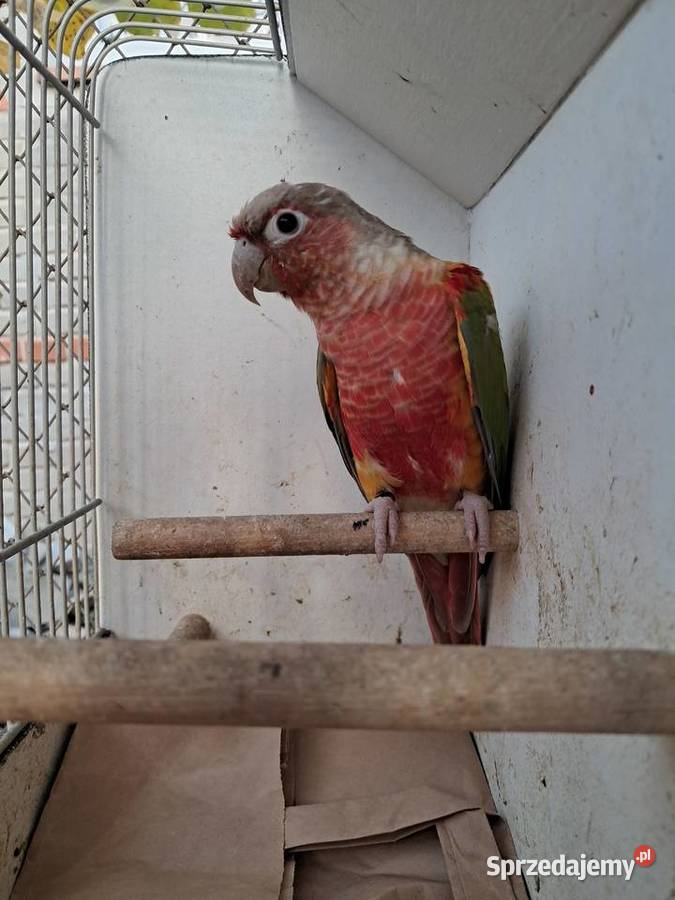 RudosterkaRudosterki Ptaki Tryńcza sprzedam